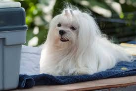 maltese terrier ozellikleri karakteri ve bakimi vetrium cayyolu veteriner klinigi