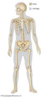 Altogether, the skeleton makes up about 20 percent of a person's body weight. Human Skeleton Parts Functions Diagram Facts Britannica