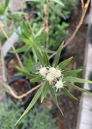 Image result for Maerua salicifolia