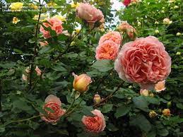 Plantfiles Pictures English Rose Austin Rose Abraham Darby Rosa 54 By Microworld Austin Rose English Roses Abraham Darby