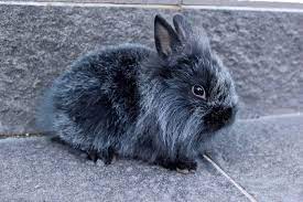 The lionhead rabbit hairy mane encircles their head. When Our Lionhead Rabbit Theodore Was Young He Was The Ugly Rabbit We Loved Him From The First Day Aww
