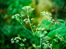 Maybe you would like to learn more about one of these? Are Carrot Tops Poisonous Here S What Science Says Garden Betty