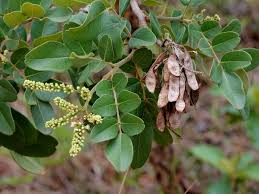 Image result for Balthasaria schliebenii