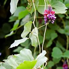 Climbing vines with purple flowers are generally easy to grow and need little care. The Weed That Ate The South Is Heading North Preen