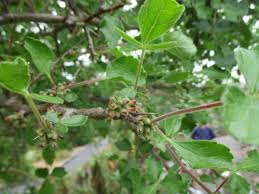 Image result for Commiphora africana