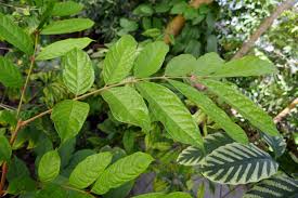 Image result for Pachylobus edulis