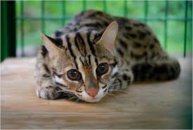 90e3ba9c1d5bda859ade1401a0de8996 marble bengal cat bengal. Leopard Bengal Breeder With Kittens For Adoption Lap Leopard Bengals