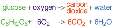 Respiration Elevise