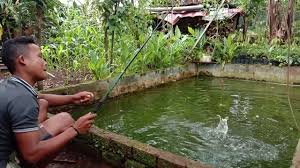 Memanfaatkan Lahan Samping Rumah Dijadikan Kolam Ikan Youtube