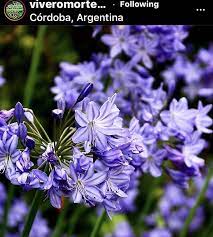 Pin By Patsy Cline On Agapanthus Petal Perfection Flowers Photography Agapanthus