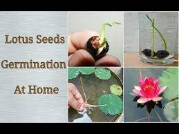 Lotus Germination At Home Easy Process Step By Step Youtube Lotus Plant Lily Flower Seeds Lily Seeds