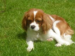 We believe it is breeder's responsibility to breed puppies free of genetic defect which is why we have all our parents health tested. Best 55 Cavalier King Charles Wallpaper On Hipwallpaper Lion King Disney Wallpaper Skeleton King Wallpaper And Walking Dinosaurs Wallpaper