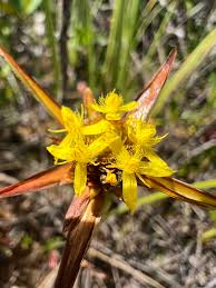 Image result for Xyridaceae