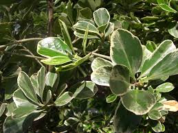 Image result for Elaeodendron croceum