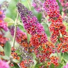 Bicolor Butterfly Bush So Pretty Butterfly Bush Cottage Garden Plants Flowers