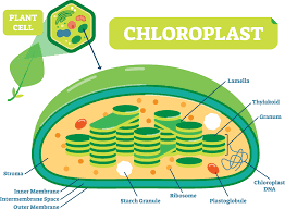 We did not find results for: Download 11e Chloroplast In A Plant Cell Png Image With No Background Pngkey Com