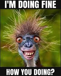 Are there any dirty memes on the internet? Morning Hilarious Funny Friday Memes Novocom Top