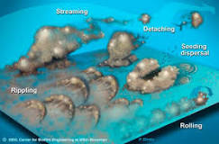 Image result for what characteristics of biofilms complicate the treatment of infections involving biofilm