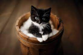 Find hd pics of beautiful striped felines, mysterious black cats & adorable, fluffy kitties. Cute Kitten Pictures The 14 Prettiest Baby Cats Of All Time