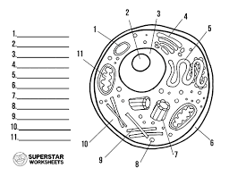 Free printable animal cell to label. Animal Cell Worksheet Superstar Worksheets