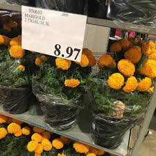 Check spelling or type a new query. Found These Beautiful Marigold Flowers For Only 8 97 In Northwest Costco Yesterday Price And Availability May Vary Pe Costco Deals Costco Instagram Posts