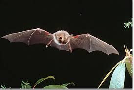 We did not find results for: Bats Of Kentucky Kentucky Department Of Fish Wildlife