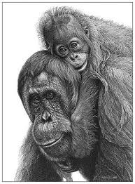 Simply draw two loops coming down from the head. Cute Baby Animal Drawings Realistic Novocom Top