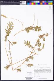 Image result for Chascanum hederaceum