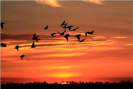 Two Birds Flying In The Sky Drawing Birds Flying Back Home A Beautiful And Calm Evening Sunset Sunset Pictures Birds In The Sky Sunset Cruise