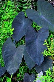 Colocasia 'jet black wonder') colocasia 'black magic' was discovered in the wilds of the philippines as a dark sport in an all green patch by collectors from a queensland australia botanical garden. Black Magic Elephant Ear Colocasia Agricultural Arts Facebook