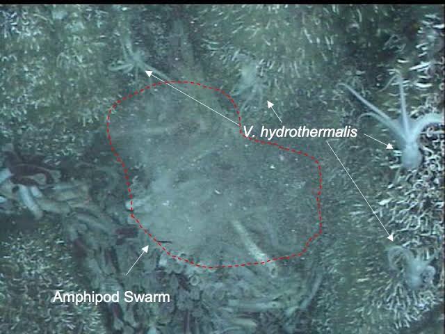 Image result for Vulcanoctopus hydrothermalis"
