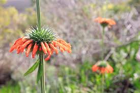 Image result for Athrixia phylicoides