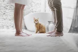 Pet sitters near me cats. San Antonio S Most Trusted Cat Sitting