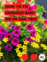 Learn How To Fix Damaged Bark On An Oak Tree How To Guides Tips And Tricks Ornamental Plants Plants Hydroponics