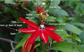 Image result for Adenostemma afrum