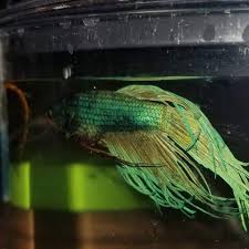 Betta Fish Care Lyric Power Publishing Llc