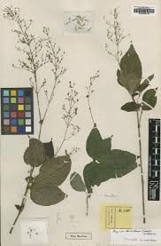 Image result for Neuracanthus decorus