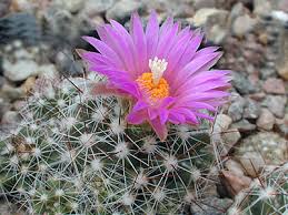 Buy cactus seeds online with seedsbay. Succseed Frosthardy Cacti