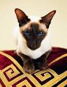 50 Best Persian/Siamese cats and kittens images | Cats ...