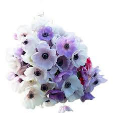 Wholesale artificial flowers suppliers uk. Anemone Pastel Shades Cut Anemones Ranunculus Flower Suppliers Wholesale Flowers Direct