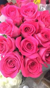 Las Plantas Actaºan Dependiendo Del Tiempo Aunque No Tienen Inteligencia Ni Conciencia Eligen Tiempos Es En 2020 Rosas De Te Hibridas Flores Bonitas Rosas Bonitas