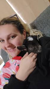 Disbudding baby goats: pros and cons. What's best?