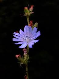 Medicinal Uses Of Chicory Root Livestrong Com Edible Wild Plants Plants Wild Edibles