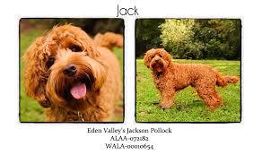 Danmar's theodore of charles 3rd generation mini australian multigen labradoodle call name teddyretired. Our Dogs Lumar Labradoodles