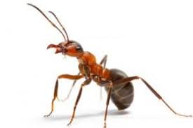 The average home should schedule pest control services once a quarter or every two to three months. Ant Pest Control Bugs Rodents Pests Best Pest Control Billings Mt