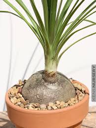 Image result for Beaucarnea recurvata