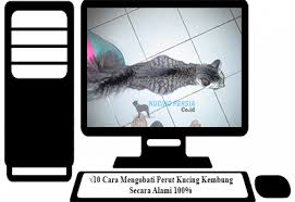 Salah satu bentuk rasa sakit yang dikeluhkan selain kram adalah perut. 10 Cara Mengobati Perut Kucing Kembung Secara Alami 100