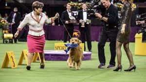 The standard poodle won best in show at the 144th westminster kennel club dog show on tuesday night. In Pictures The 2020 Westminster Dog Show