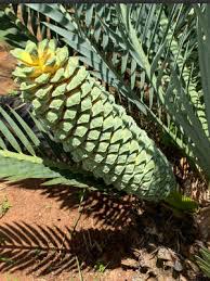 Image result for Encephalartos schmitzii