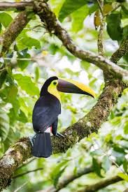 24 Costa Rica Travel Tips To Know Your Ultimate Guide Costa Rica Travel Costa Rica Animals Rainforest Vacation